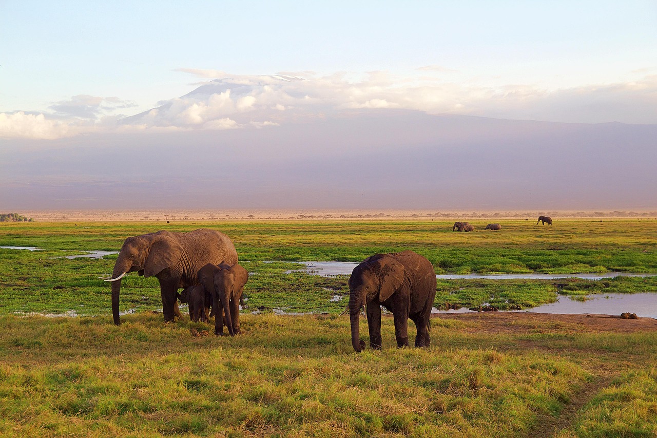 Africa's top 14 destinations: safaris, gorillas, islands and deserts