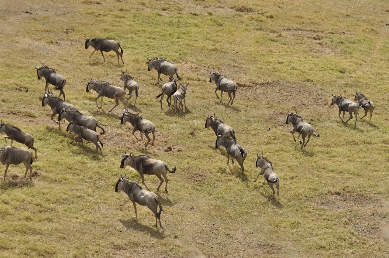 A herd of wildebeest running across the grass of the Maasai Mara in Kenya