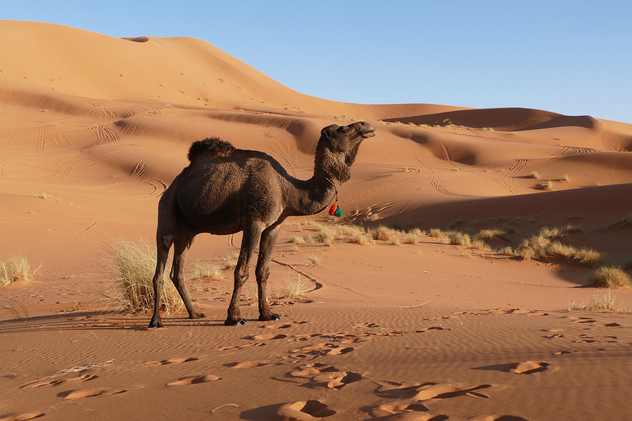 A camel standing on the orange sand dunes of Erg Chebbi near Merzouga, Morocco