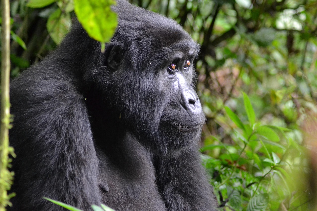 A mountain gorilla resting among the leaves of Bwindi Impenetrable Forest, Uganda
